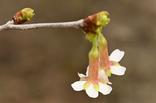 丁字桜,開花,チョウジザクラ