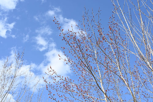 花の木,樹木,はなのき,ハナノキ