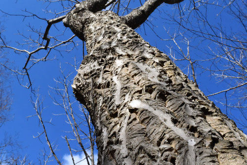 キハダの木,黄檗,Amur Corktree,picture
