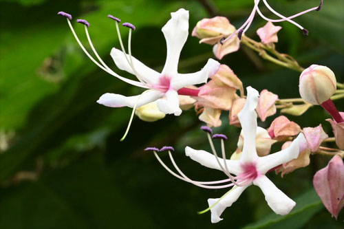 臭木の花,くさぎ