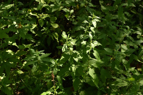 ノコンギク,のこんぎく