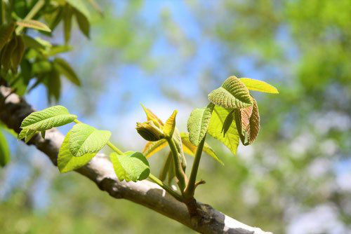 Japanese walnut
