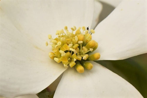 ハナミズキの花,はなみずき,花水木