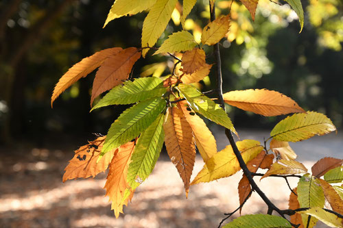 栗の紅葉,くり,黄葉,クリ