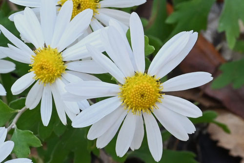 山菊