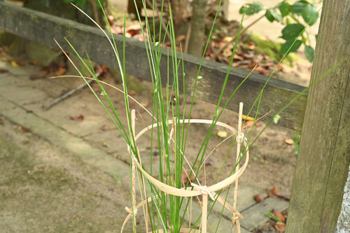 蛍井,植物