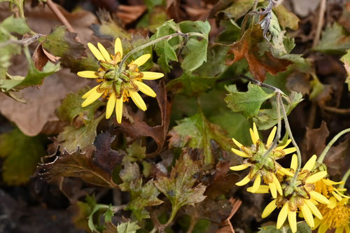 Indian chrysanthemum 