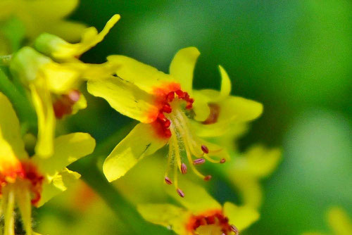 Golden-rain tree,flower,picture