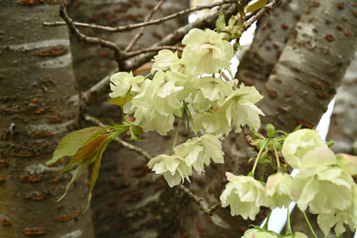 鬱金桜,うこんさくら,黄色い桜,名前