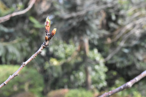 子福桜