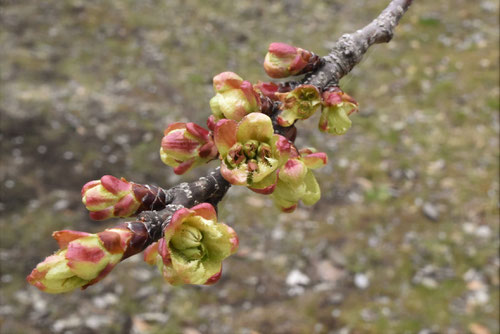 御衣黄,桜,蕾