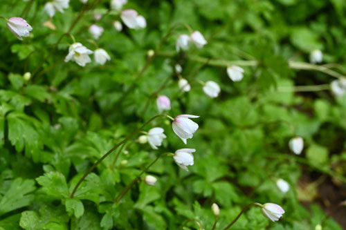 ニリンソウの花,にりんそう,二輪草