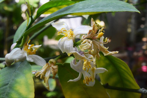 らいむ,植物,ライムツリー
