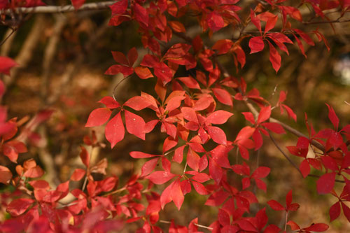 ドウダンツツジ,樹木,どうだんつつじ