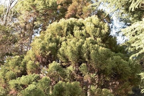 variety of Japanese cedar,樹木