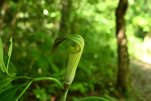 マムシグサ,まむしぐさ,雌雄,雌花,雄花