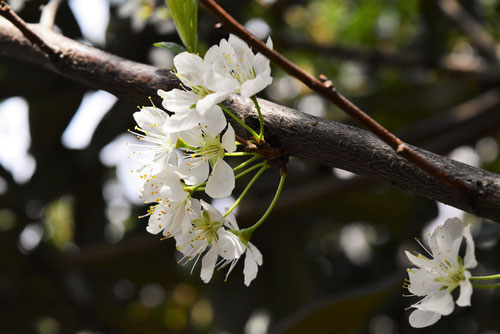 スモモの花の見分け方