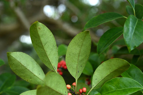 クロガネモチの木,くろがねもちの木
