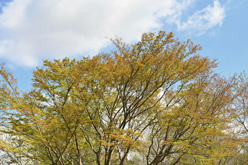 いろはもみじ,花