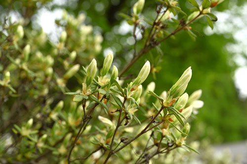 りゅうきゅうつつじ,白琉球,植木,リュウキュウツツジ