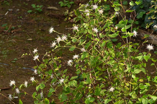 コヤボウキの花言葉