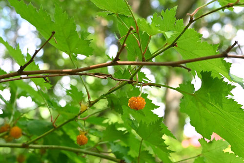 もみじいちご.モミジイチゴ,植物,紅葉いちご