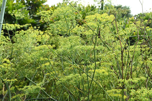 ういきょう,植物,ウイキョウ