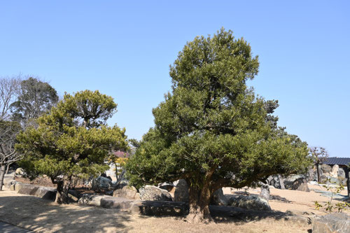 塩害に耐える樹木