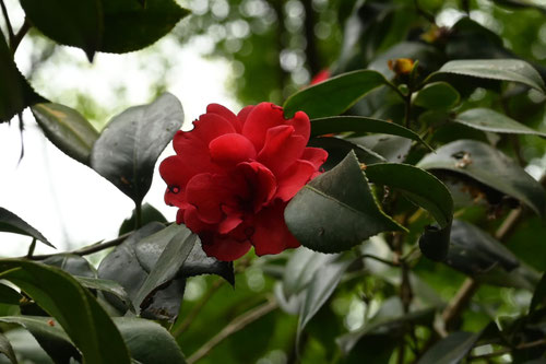 やぶつばき,ヤブツバキ