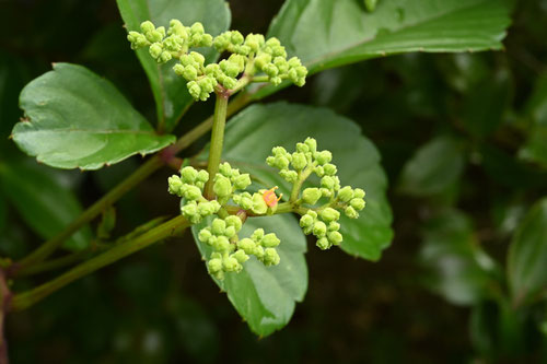 藪枯らし,植物