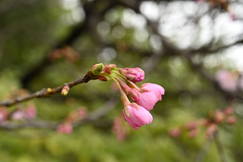 河津桜,かわづざくら,カワズザクラ