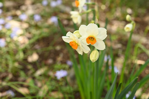 スイセンの花,水仙