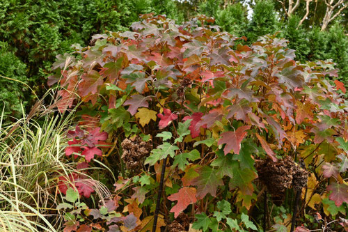 カシワバアジサイの紅葉