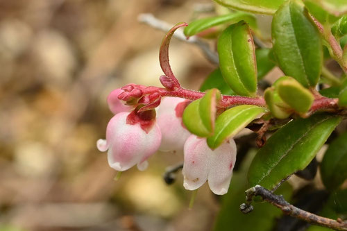 コケモモ,Cowberry,flower