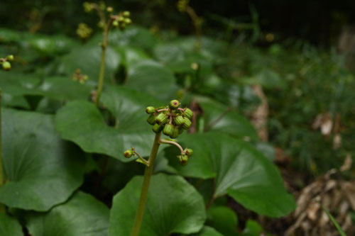 ツワブキにはどんな花が咲きますか