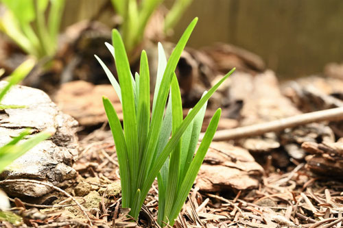 たまりゅう,植物