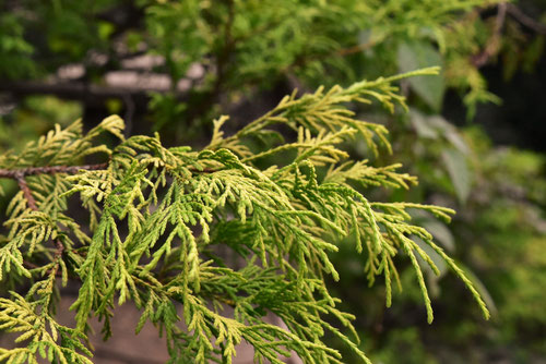ふぃりふぇらおーれあ,植物