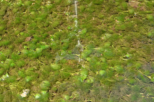 バイカモの花,ばいかも,水草