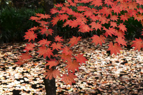 コハウチワカエデ,紅葉