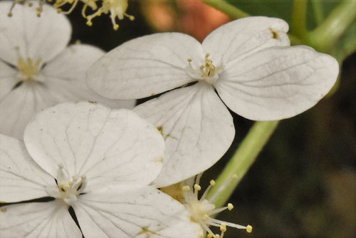 サビタの木の花,ノリウツギ