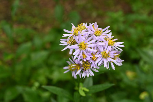 しおん,草花