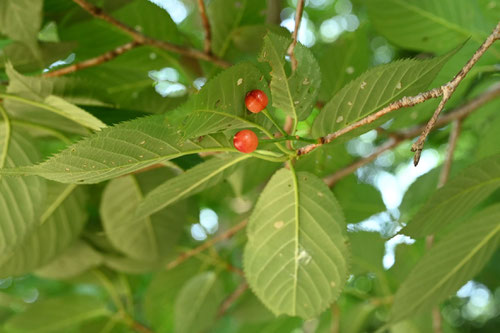 wild cherry tree in Japan
