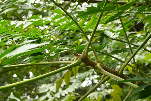 センダンの木,栴檀の木,せんだん