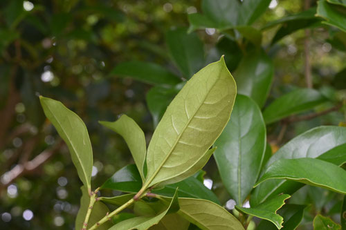 fragrant white olive,leaf