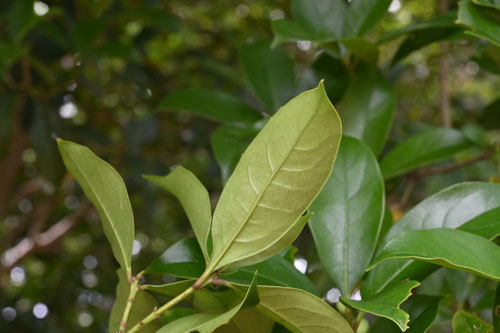 ギンモクセイ,銀木犀,fragrant white olive,leaf,ぎんもくせい