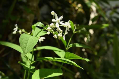 草たちばな,開花時期