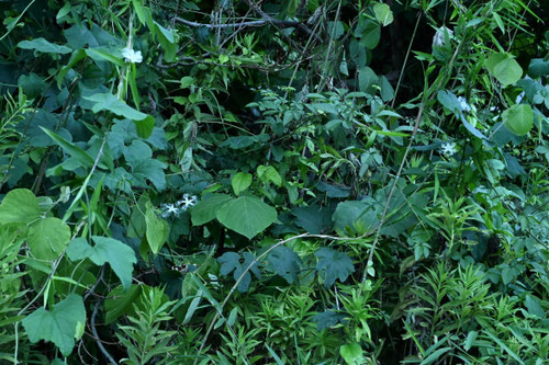 カラスウリ,Trichosanthes cucumeroides,からすうり