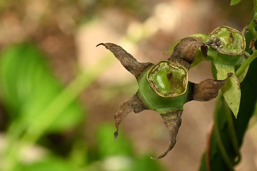 バアソブ,ばあそぶ,植物