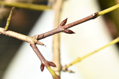 ハネツキノキ,つくばね,植物