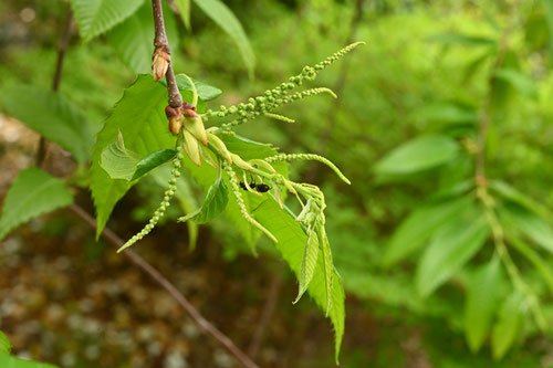 栗の木の新芽